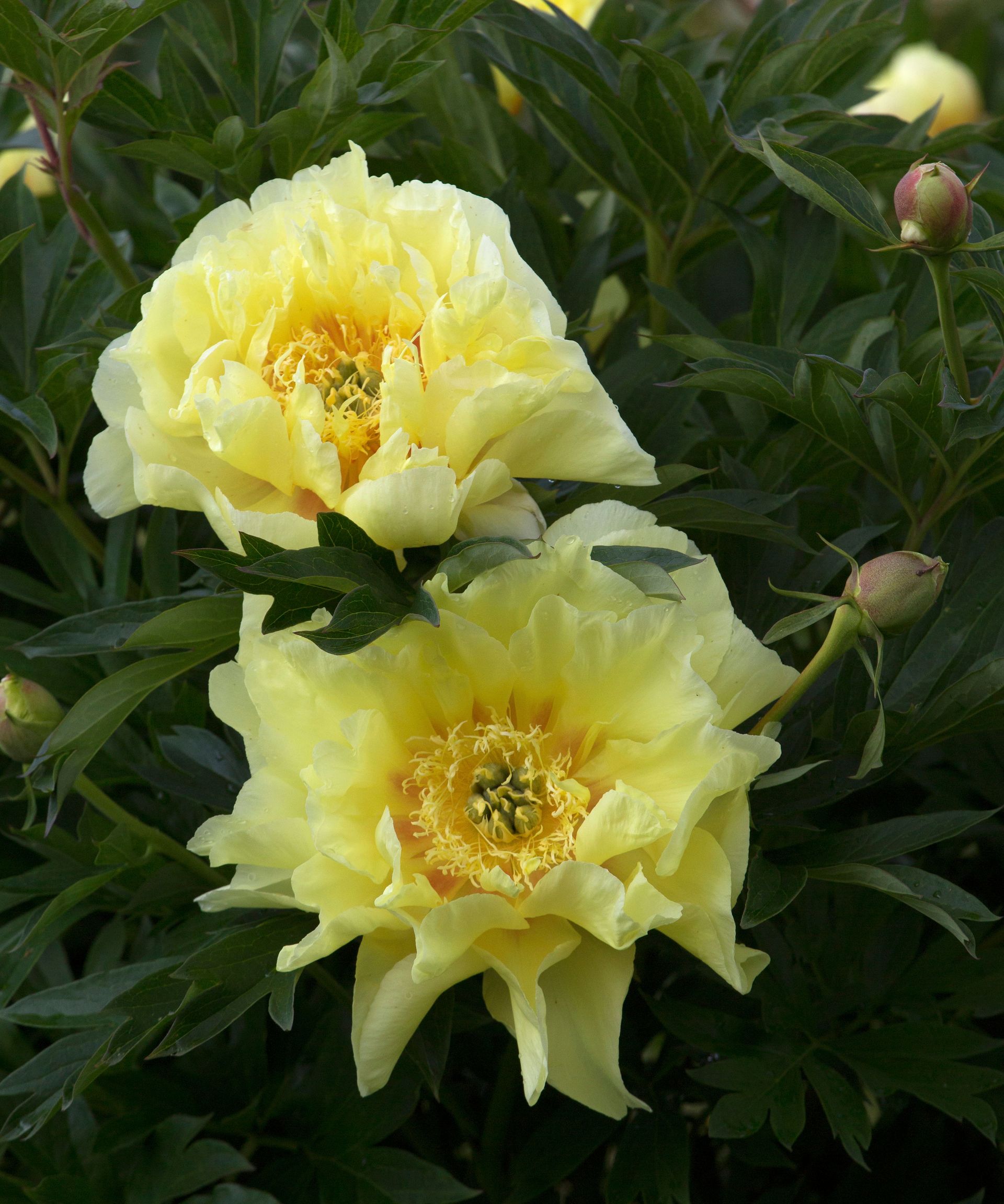 How to grow peonies to enjoy their glorious blooms Homes & Gardens