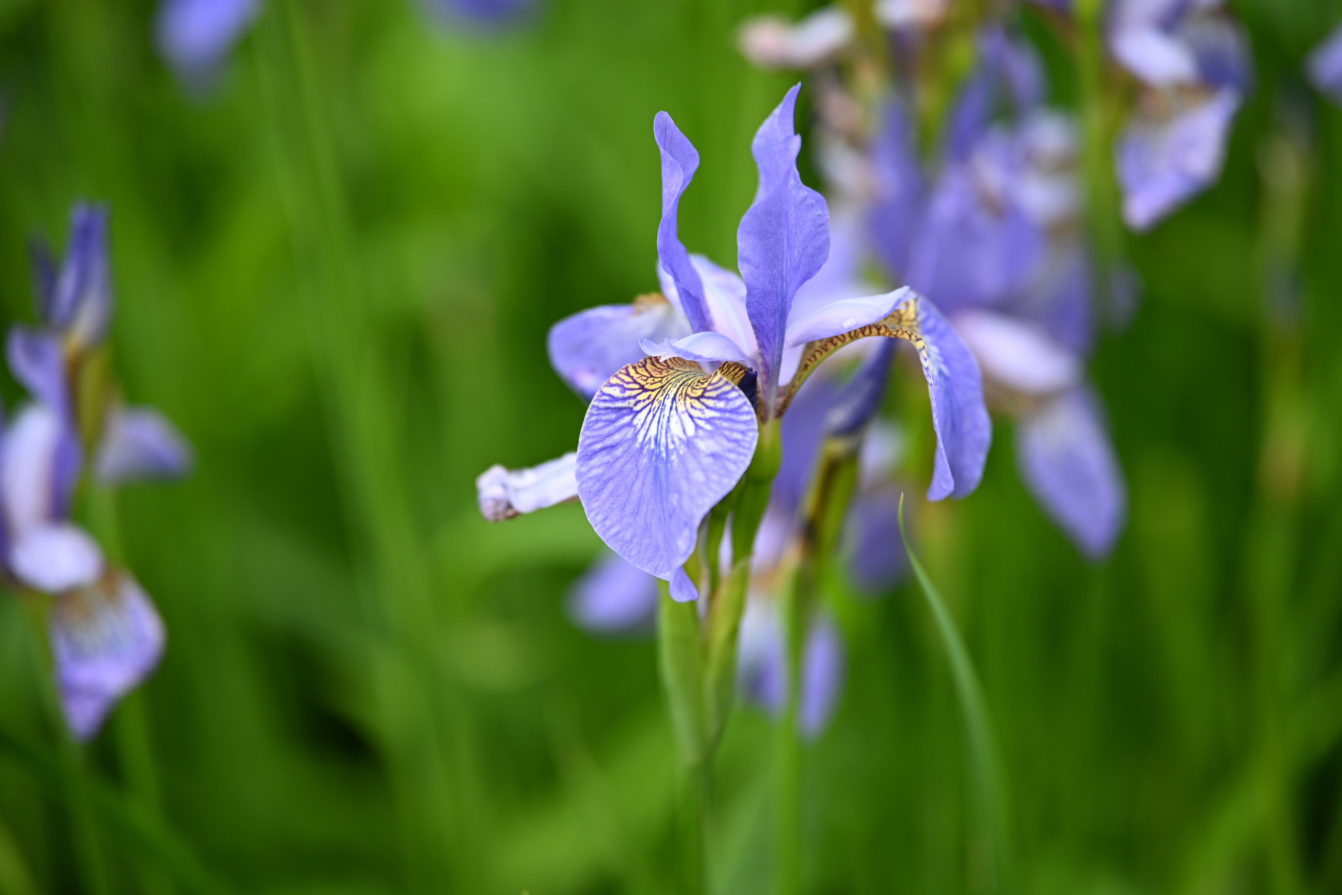 Viltrox AF 90mm f/2.2 Evo sample image