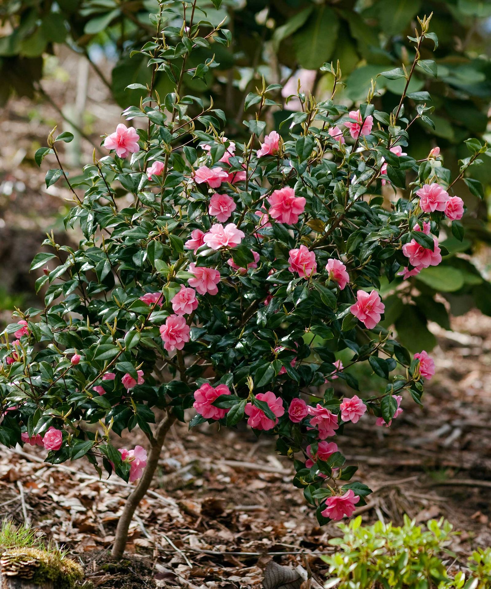 Pruning camellias: top tips for this winter-flowering shrub | Gardeningetc