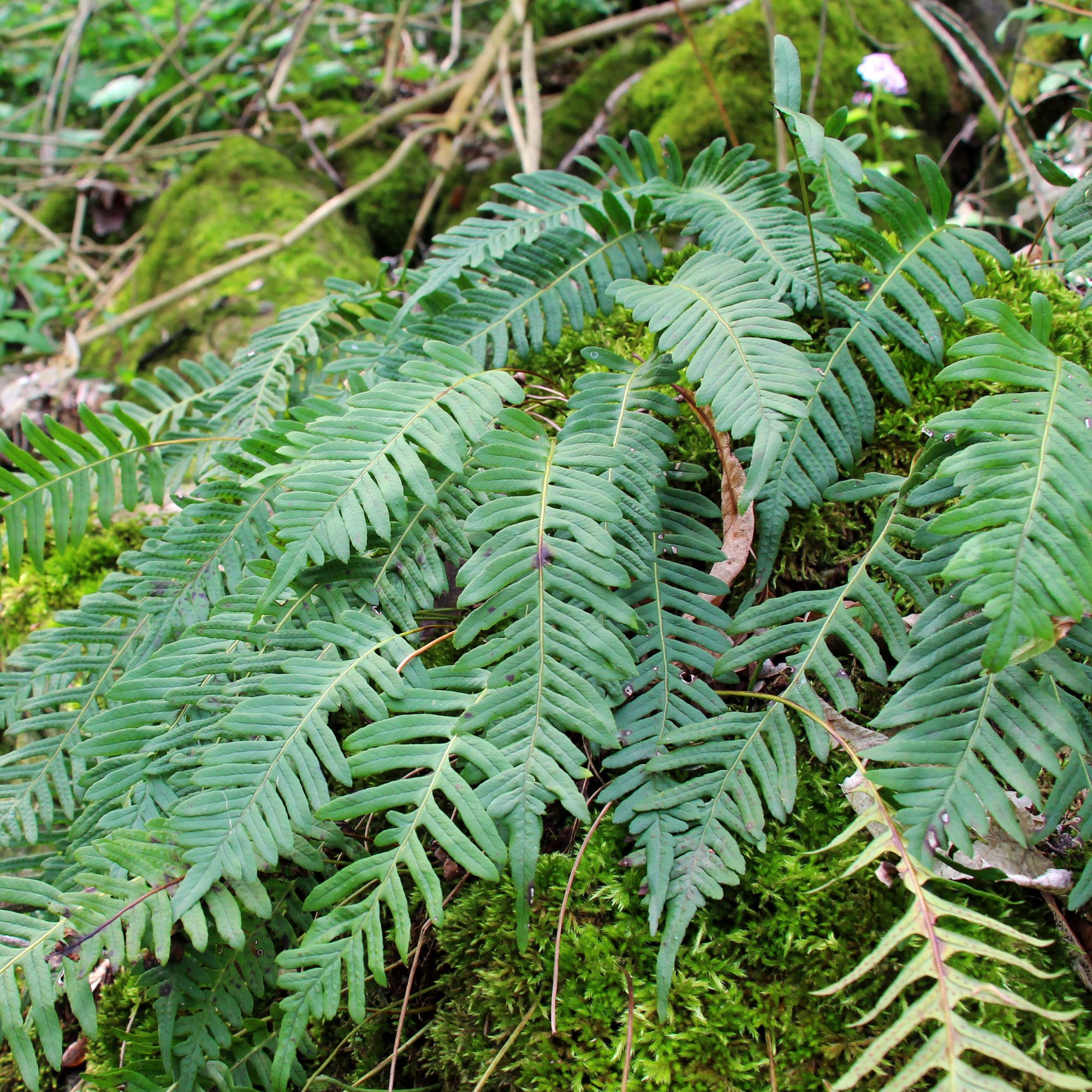 Common polypody fern growing in woodland