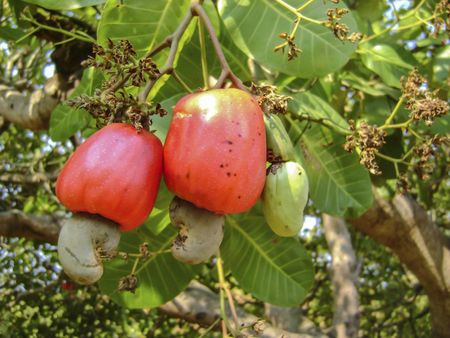 cashew harvest