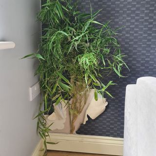 bamboo with rich green leaves bursting through a living room wall