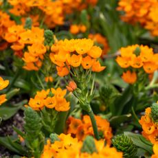 Orange star plants in bloom