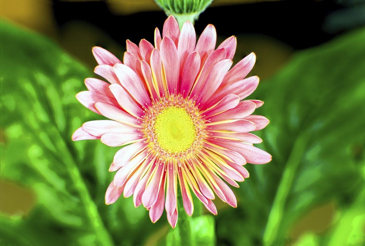 Close Up Of Single China Aster Flower