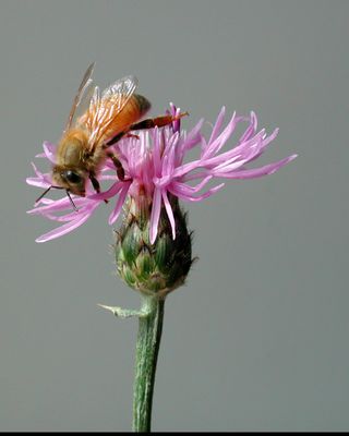 Honeybee investigating a pink thistle flower