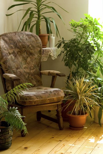 Foliage Plants In Livingroom