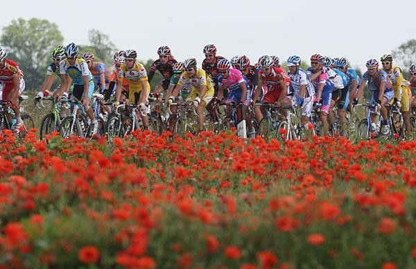 The peloton rides past fields of flowers.