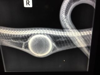An X-ray revealed the snake had chowed down on a tennis ball.