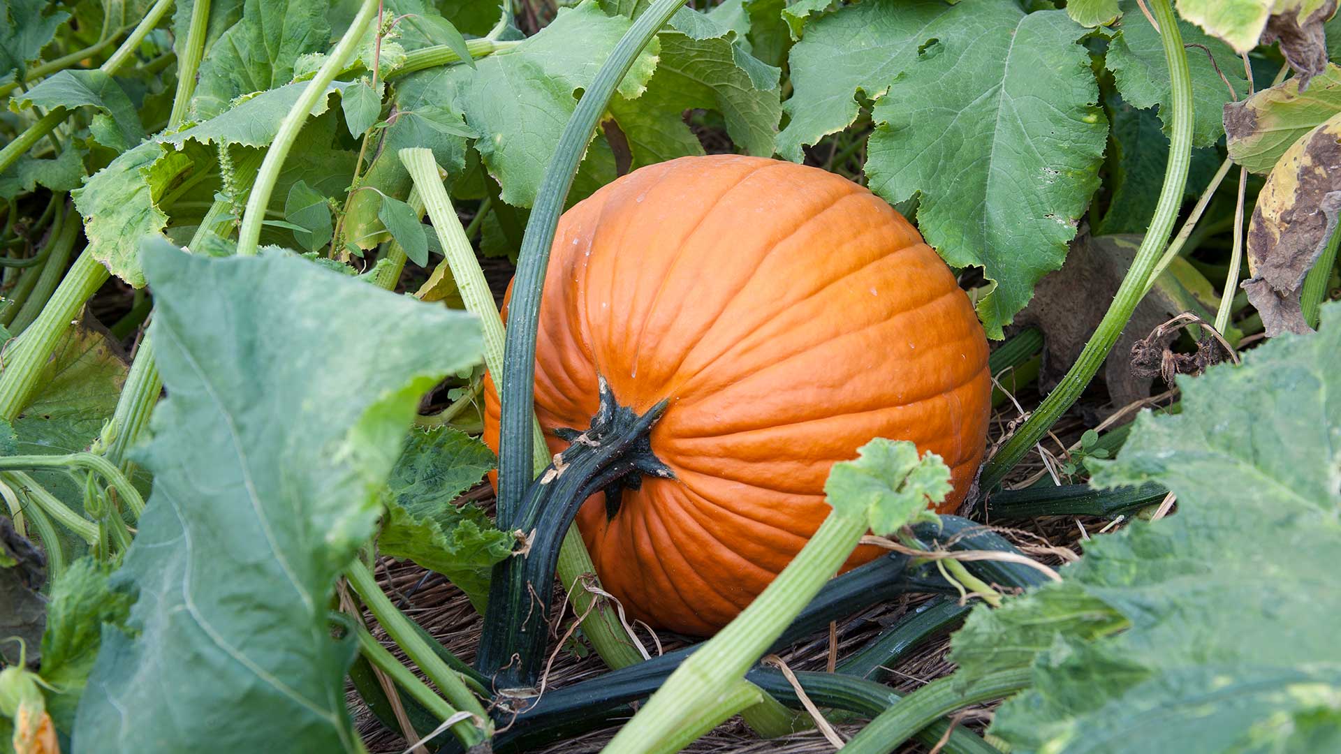 pumpkin growing