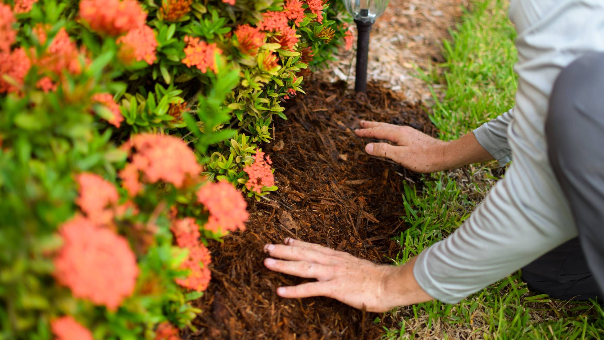 Applying mulch to garden bed