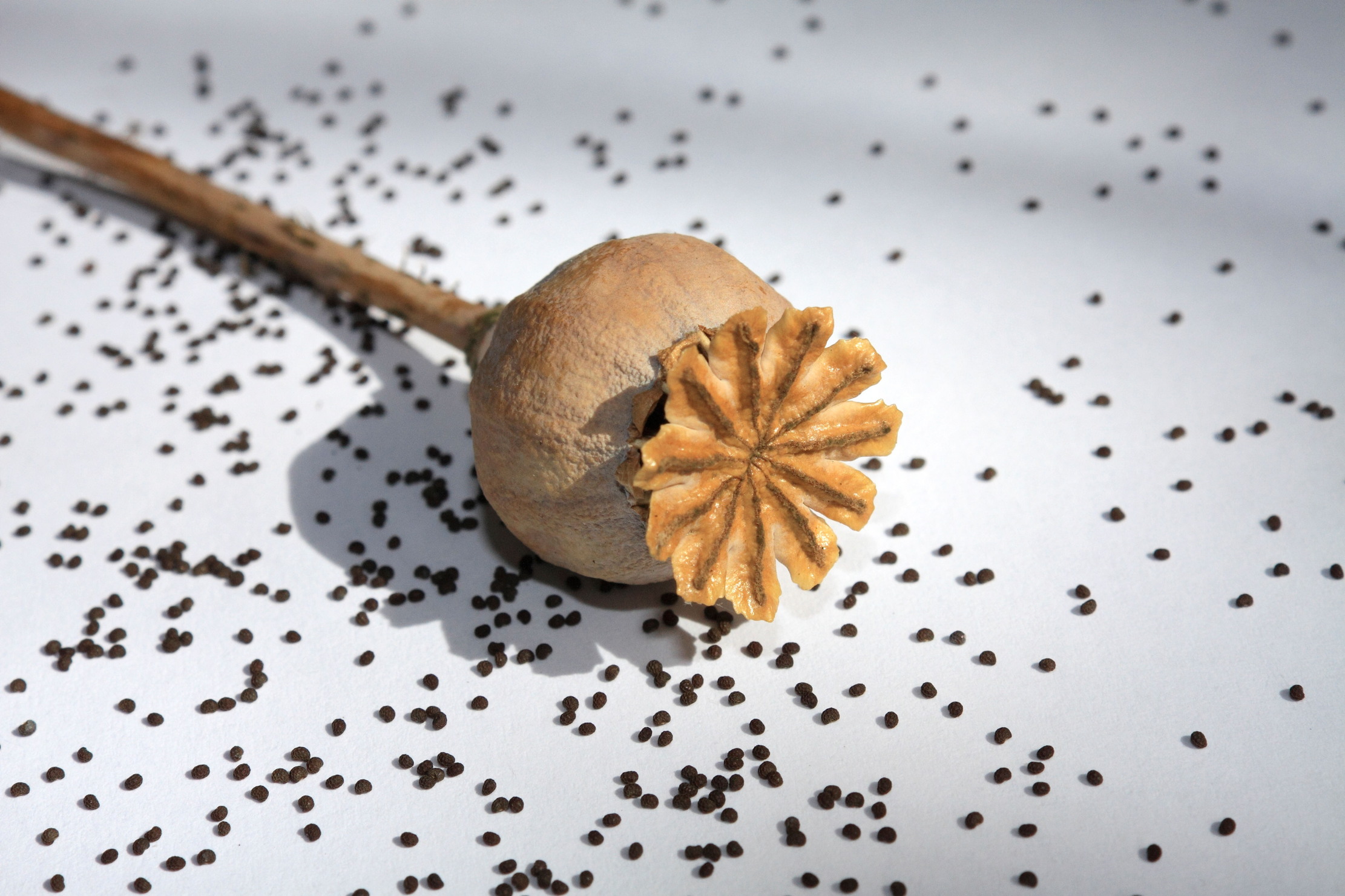 A poppy head with seeds