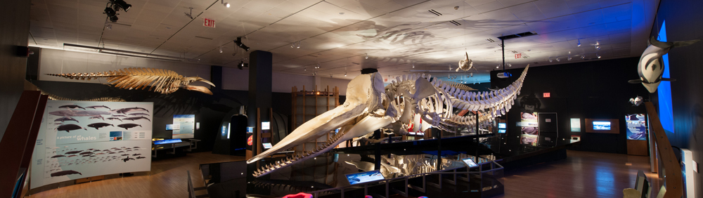 Whale Album: Giants of the Deep | Evolution of Whales & AMNH: Page 2 ...