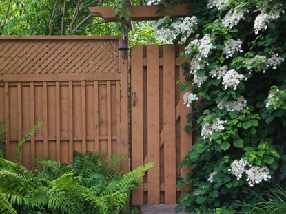climbing Hydrangea petiolaris on fence with gate and ferns