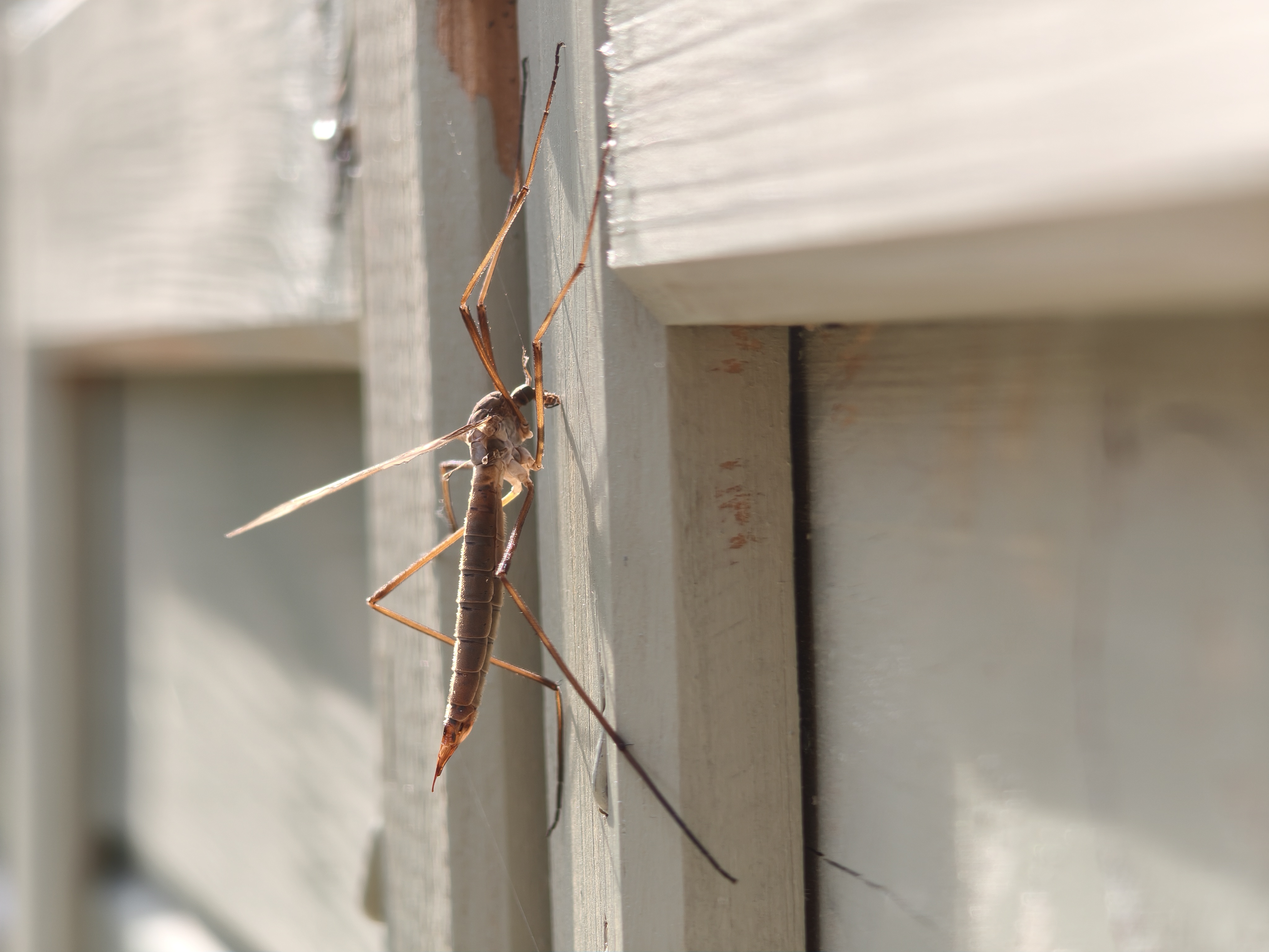 Xiaomi 15T Pro camera sample 5x macro crane fly