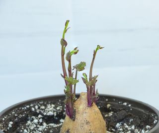 Sweet potato growing in the pot with new shoots and lush leaves indoors