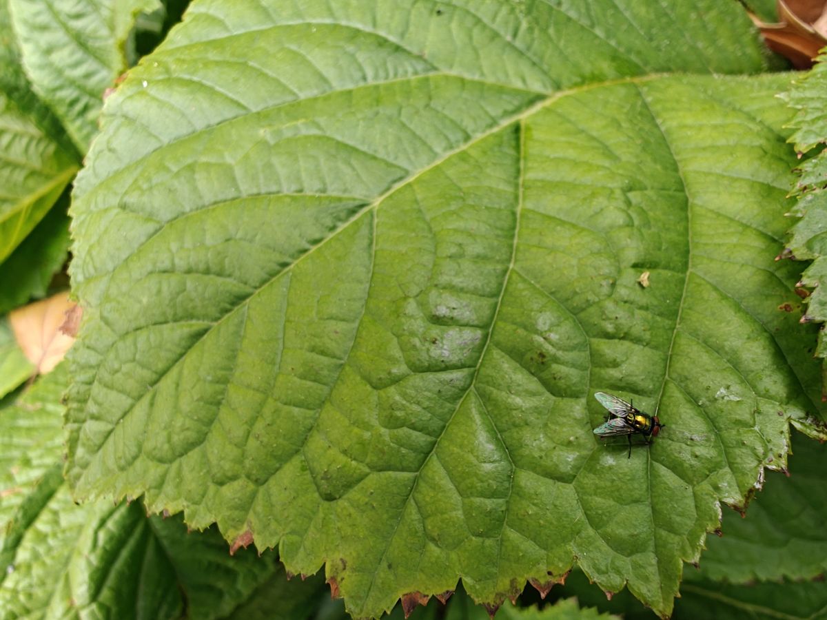 OnePlus Open macro sample.