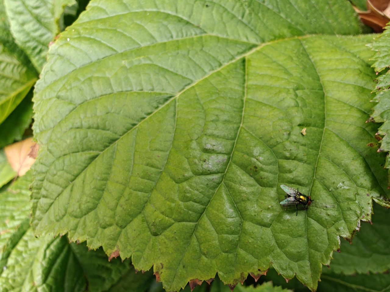 OnePlus Open macro sample.
