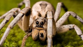 A close-up photo of a wolf spider.