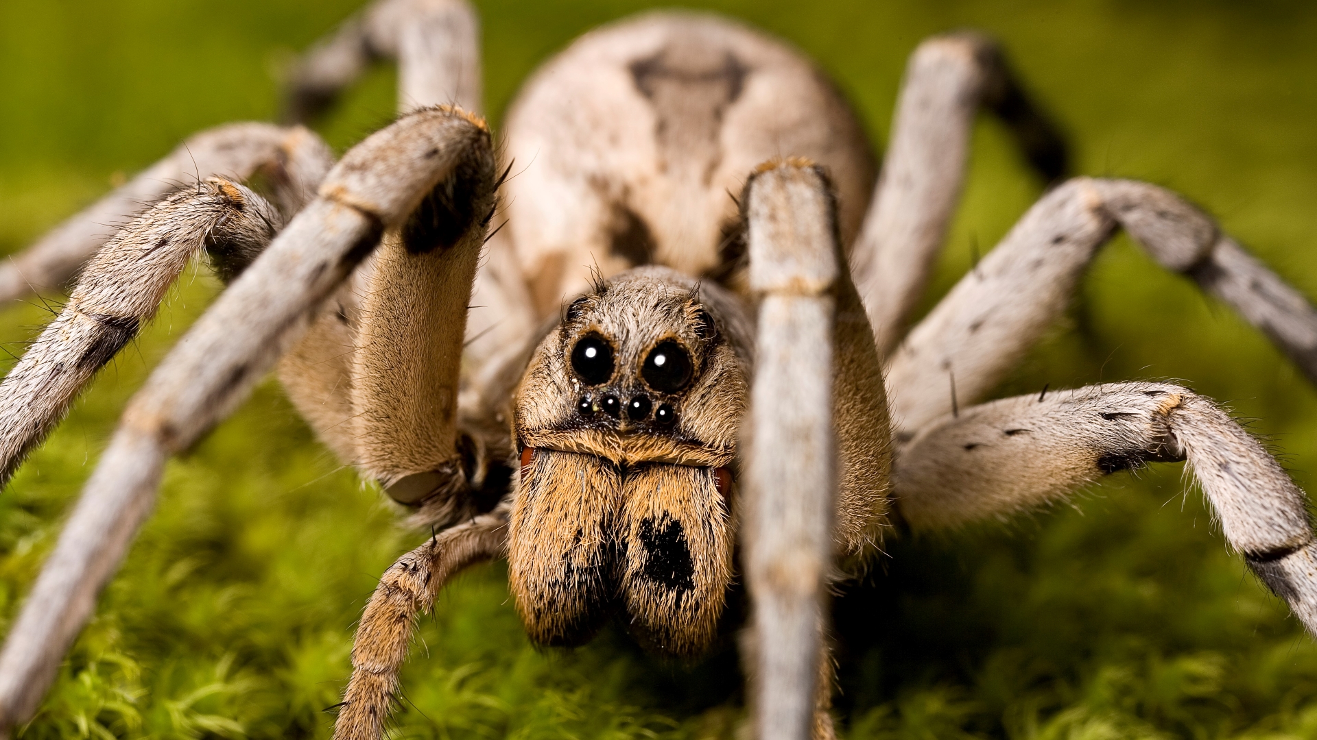 wolf spider web