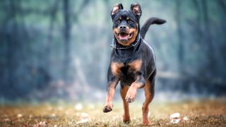 Rottweiler dog running through the park