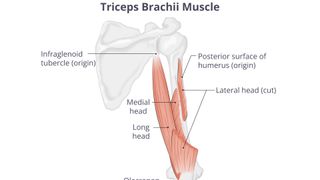 Triceps anatomy image