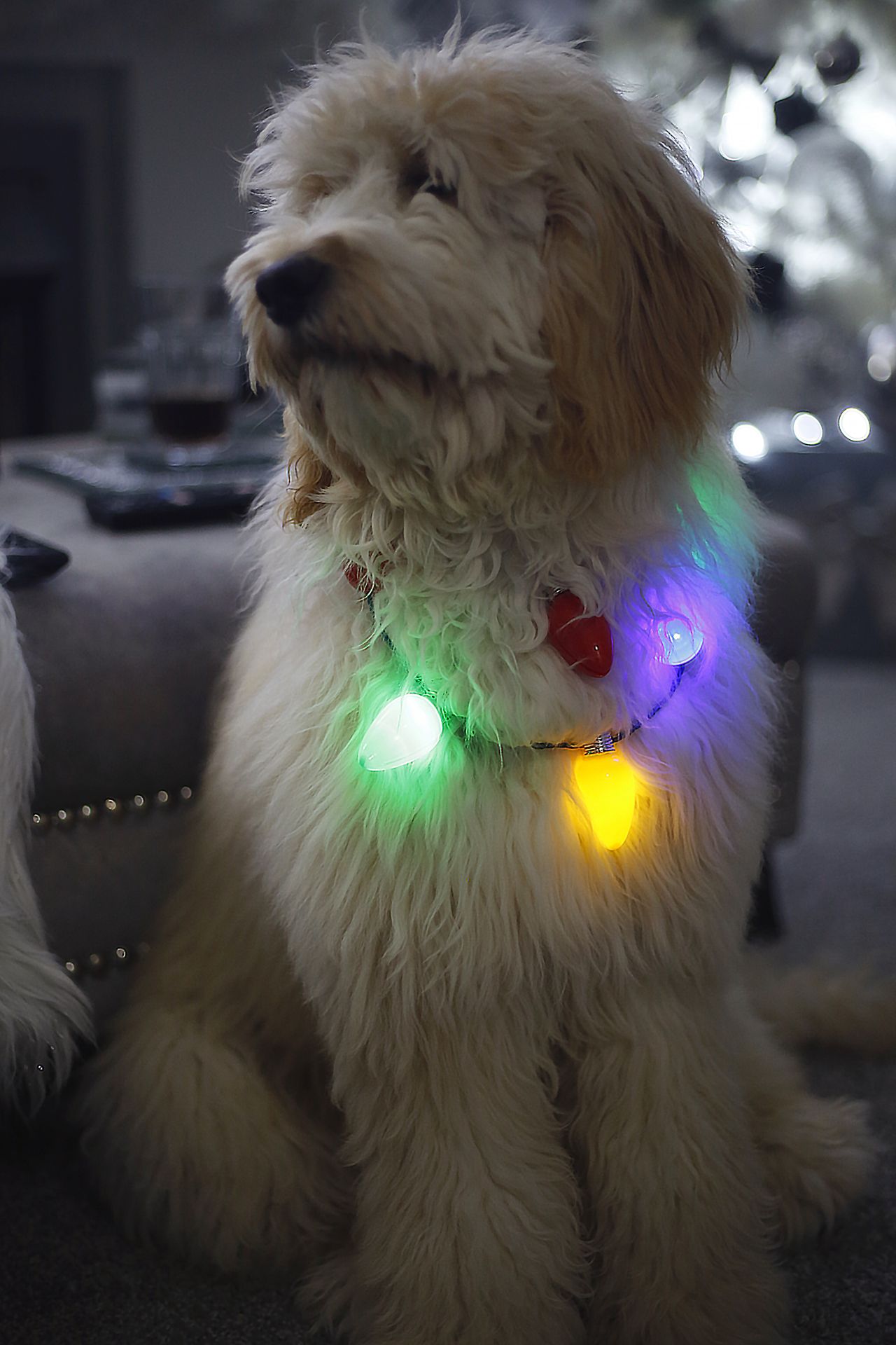 A goldendoodle wearing christmas lights