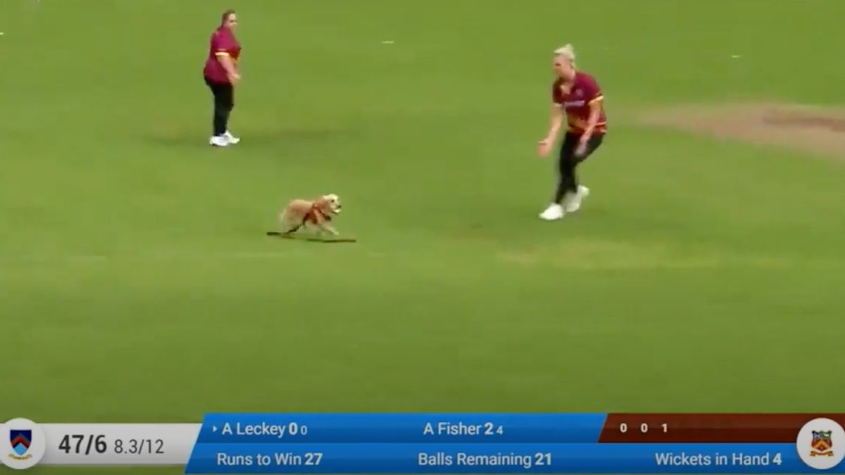 Dog steals ball during Irish cricket match