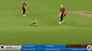 Dog steals ball during Irish cricket match