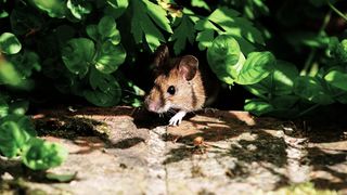 Irish spring soap news piece - mouse in garden