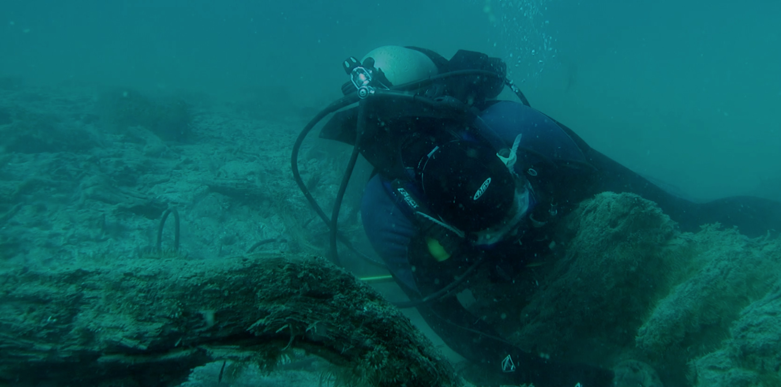 Primeval Underwater Forest