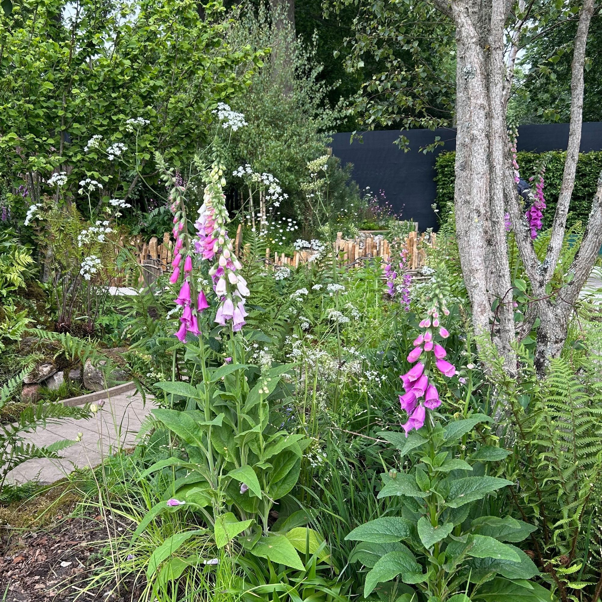 Foxgloves growing in garden at RHS Chelsea Flower Show 2025