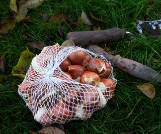 A bag of tulip bulbs ready for planting