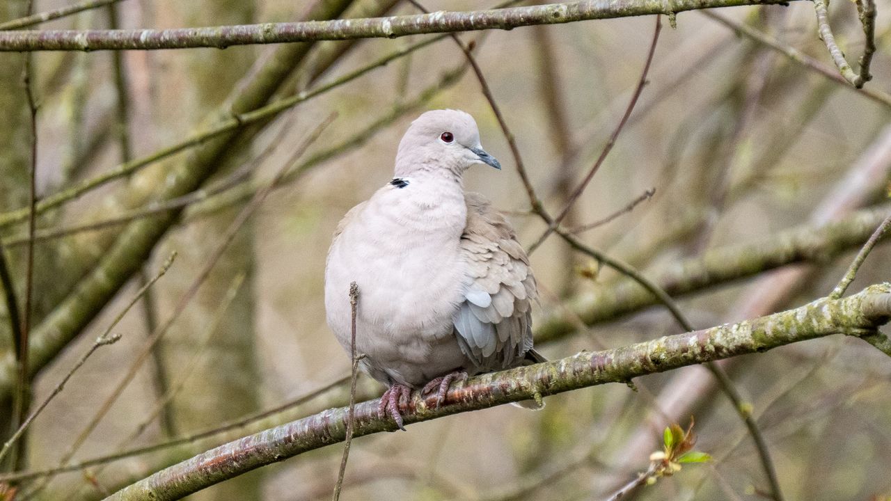 collared dove sat in a tree