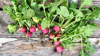 12 vegetables you can plant in September for harvests through winter and beyond