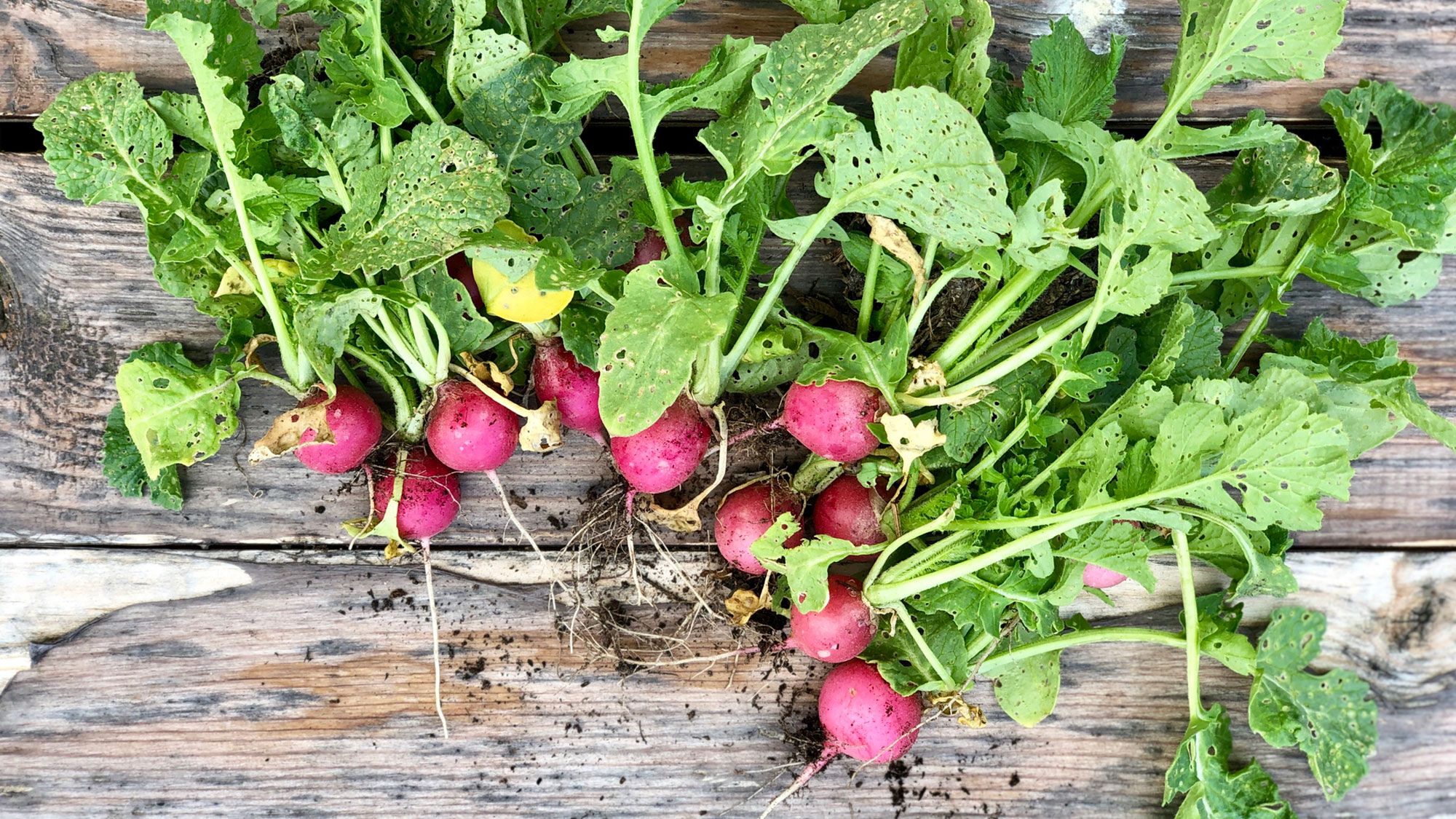 freshly harvested radishes on a wooden table