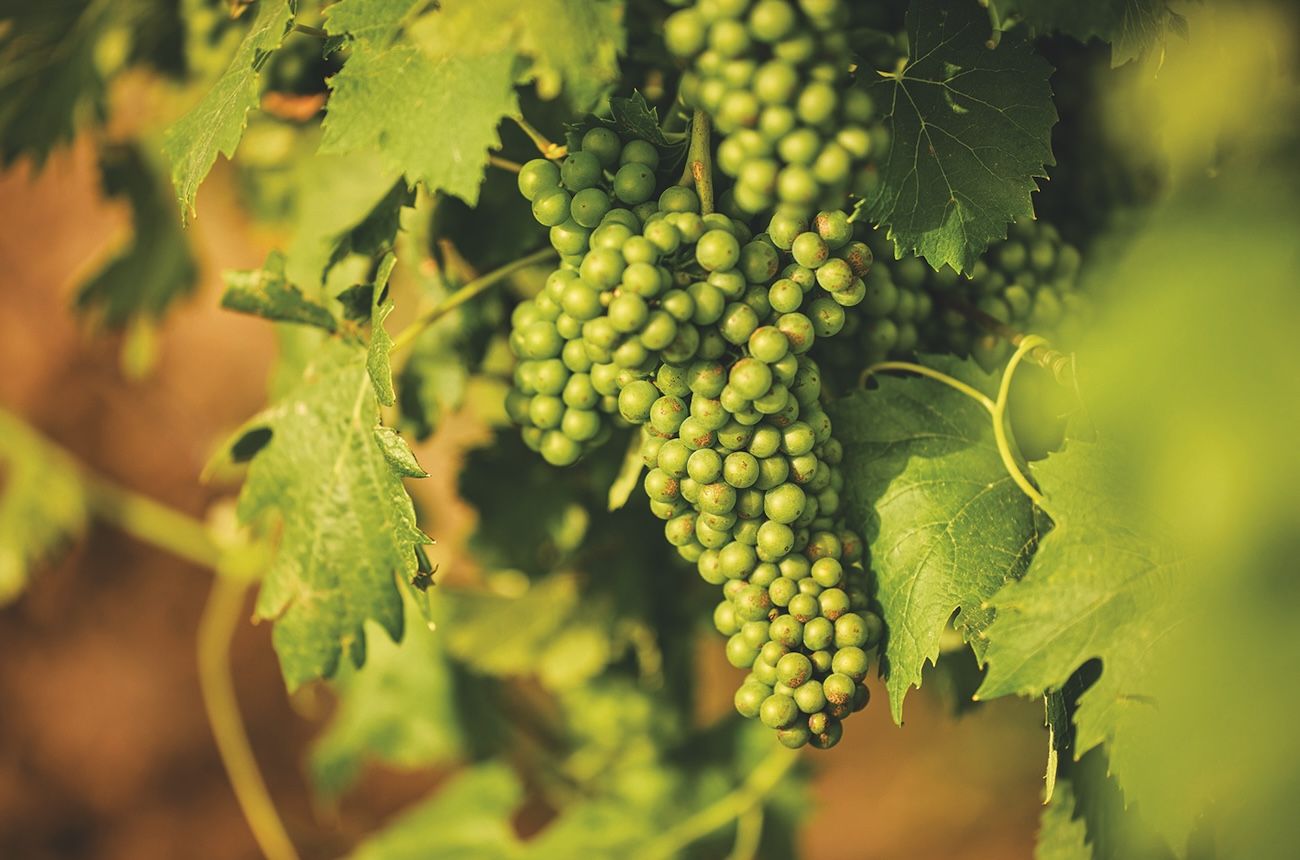 The mystery of the golden grape variety at the heart of Europe