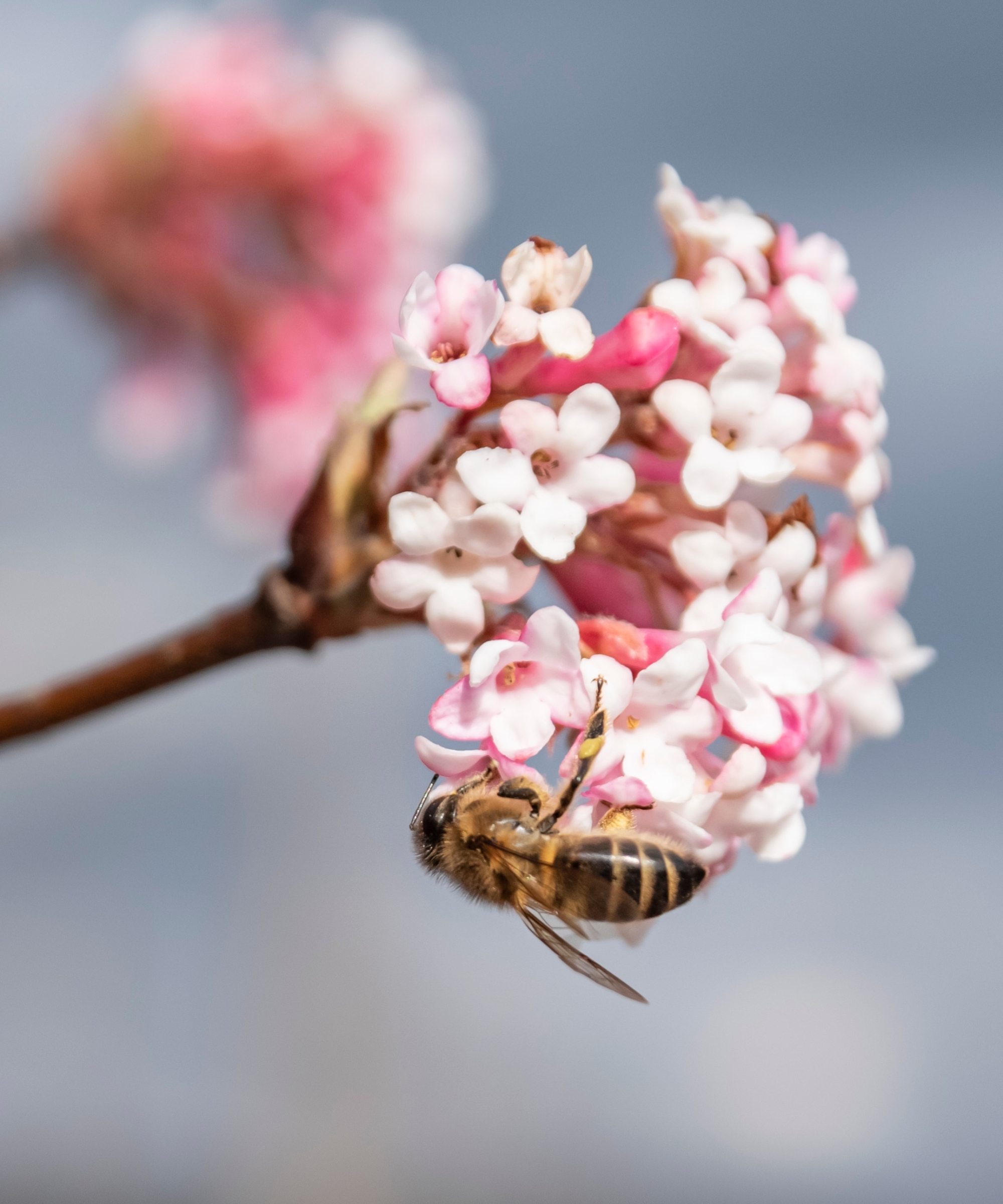 Farrer's viburnum (Viburnum farreri) - a decorative shrub that blooms in winter - pink flowers on a twig with pollinating bee