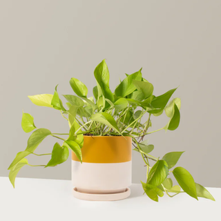 a neon pothos plant in a playful, two-toned color planter