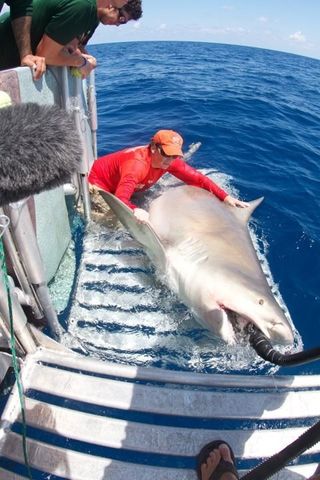 Photo: Giant Bull Shark Surprises Researchers | Live Science