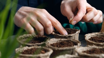 Sowing plant seeds into pots