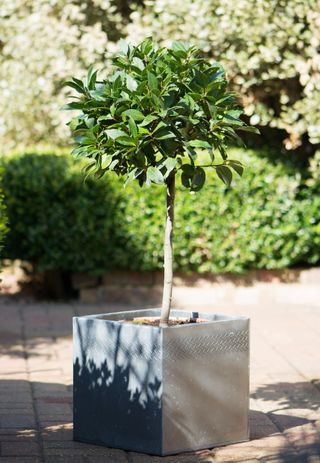 A bay laurel tree in a square grey container pot