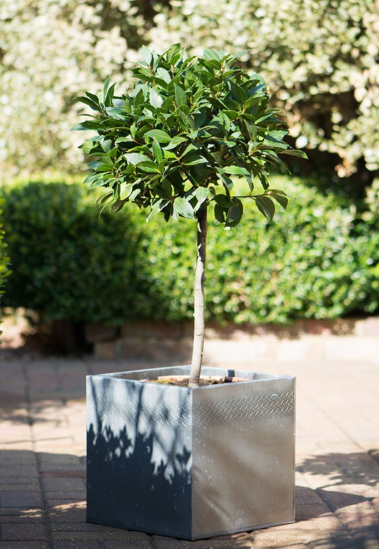 5 best trees to grow in pots for extra privacy in your yard Livingetc