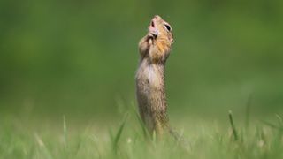 Roland Krànitz won the Affinity Photo People's Choice Award for its picture "O Sole Mio", showing a ground squirrel appearing to put on an operatic performance