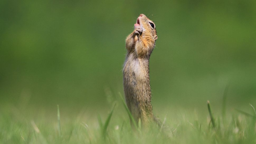 comedy-wildlife-photographer-awards-2020-finalisten