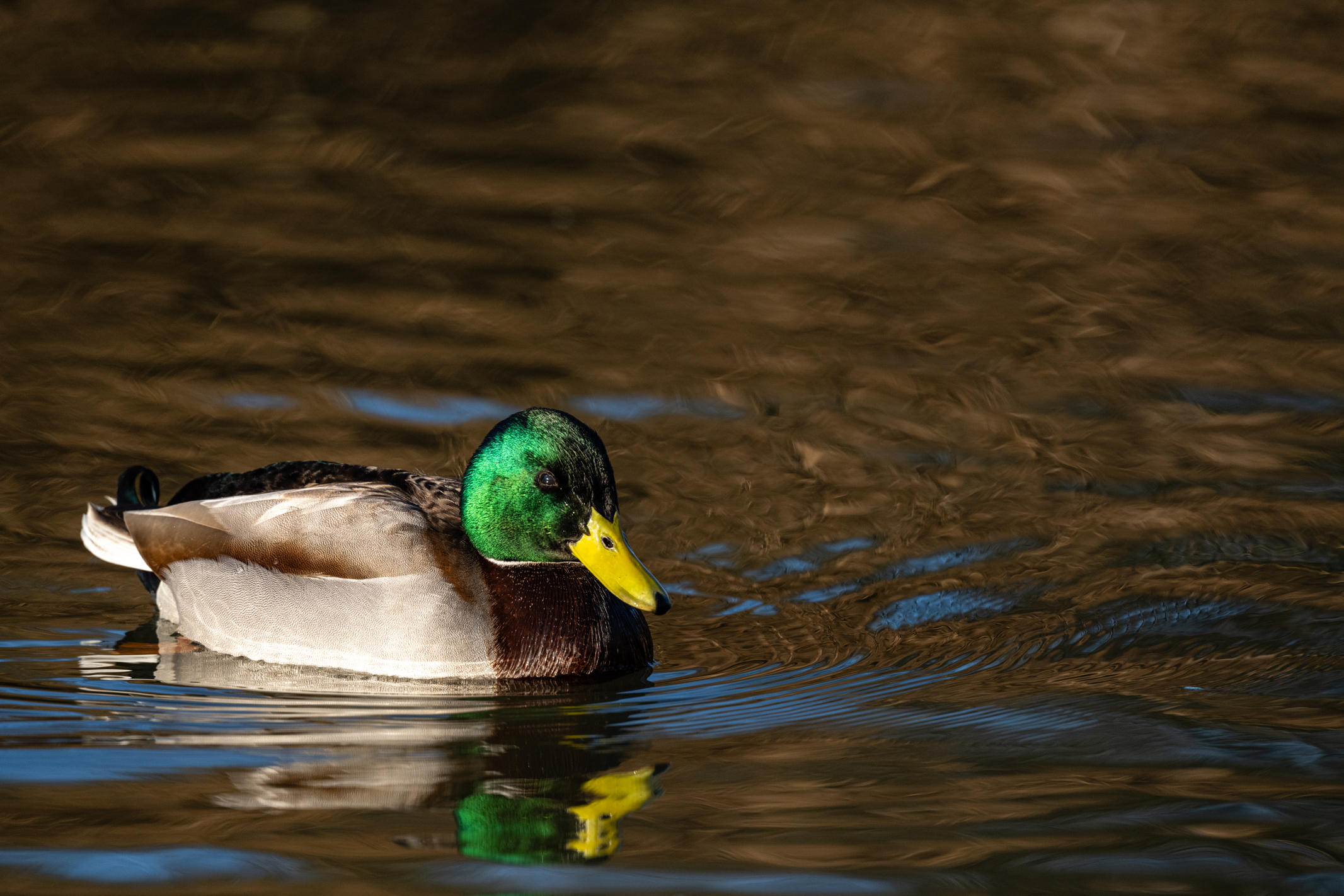 Photo of a duck on a river taken with a Nikkor Z 600mm f/6.3 VR S