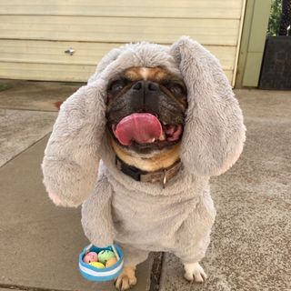 Easter dog photoshoot