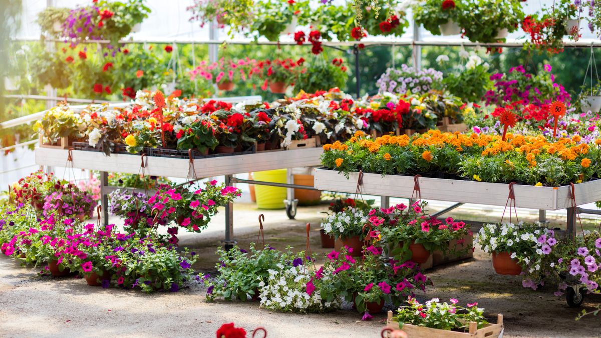 Former Garden Center Manager Reveals the Best Time to Buy Plants for the Biggest Deals at the Nursery