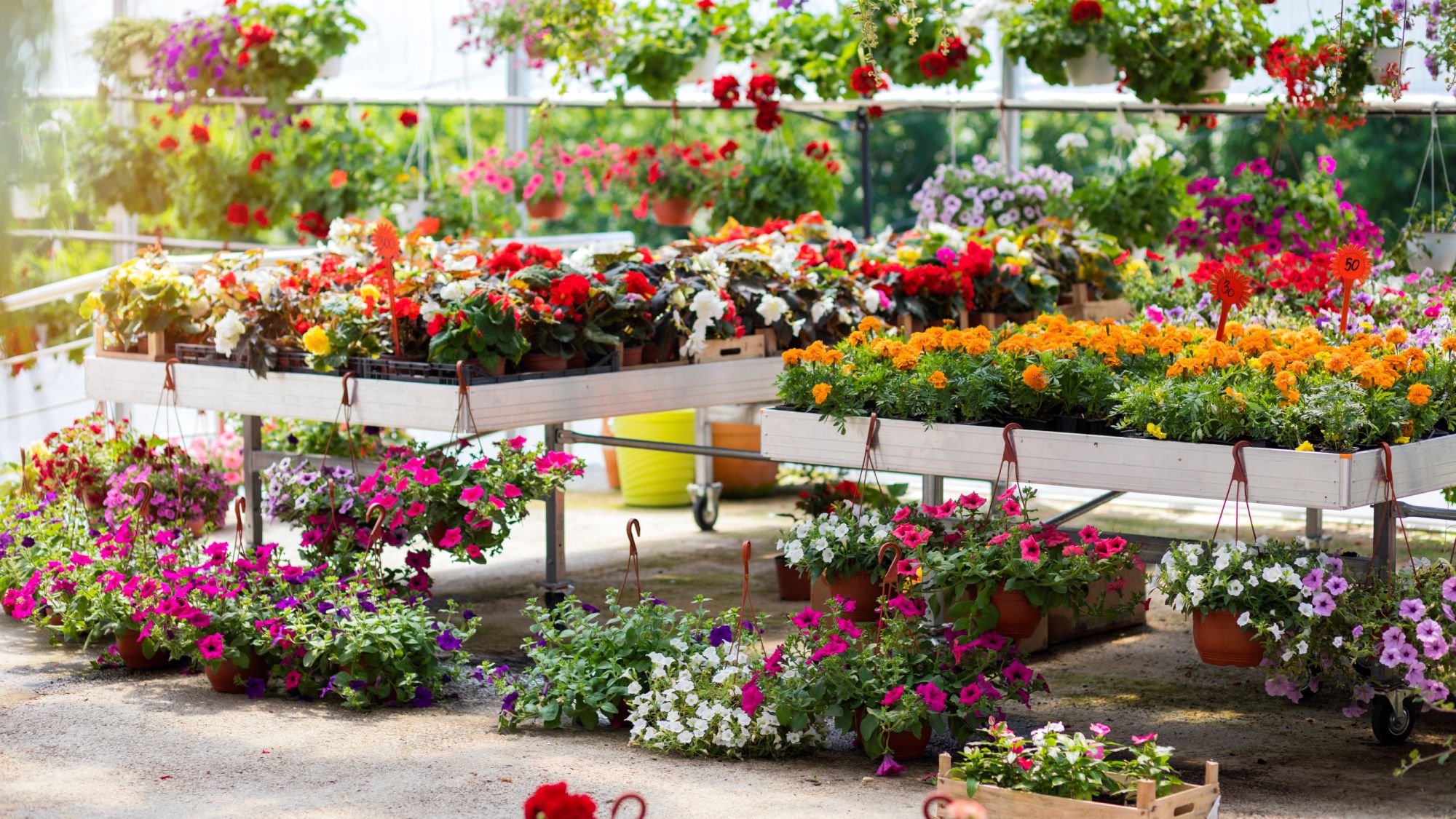 Former Garden Center Manager Reveals the Best Time to Buy Plants for the Biggest Deals at the Nursery