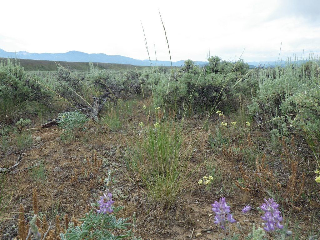 letterman needlegrass