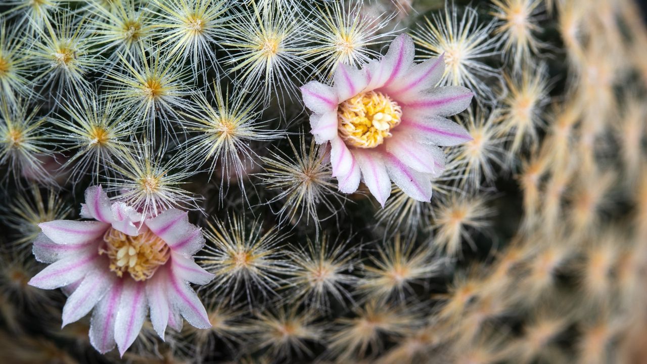 Best flowering cacti, 